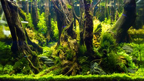 self sustaining aquarium|Building a Self.
